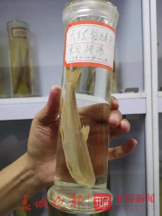 大理野生弓鱼