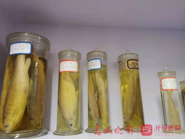 大理野生弓鱼