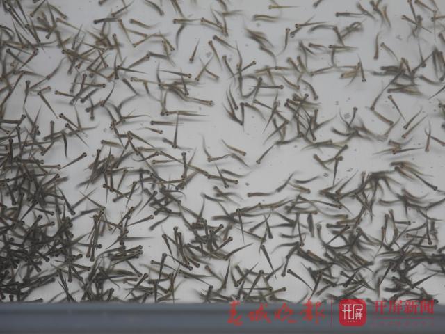 大理野生弓鱼