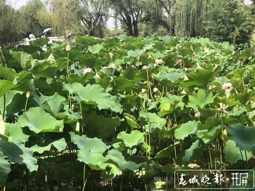 大观公园赏莲蓬的时间到了2.jpeg