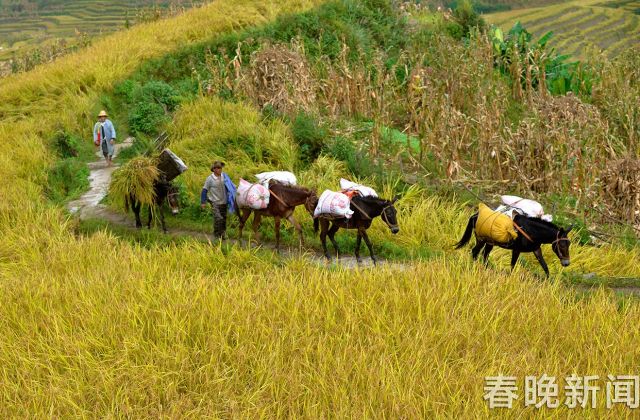 古稻红米上市，红河万亩梯田稻农等你来尝鲜 (4)