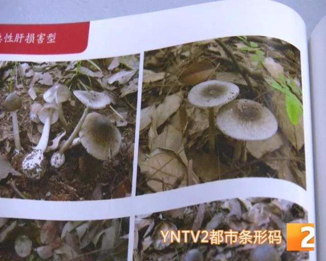 西双版纳四人误食毒菌转昆明急救6.jpg