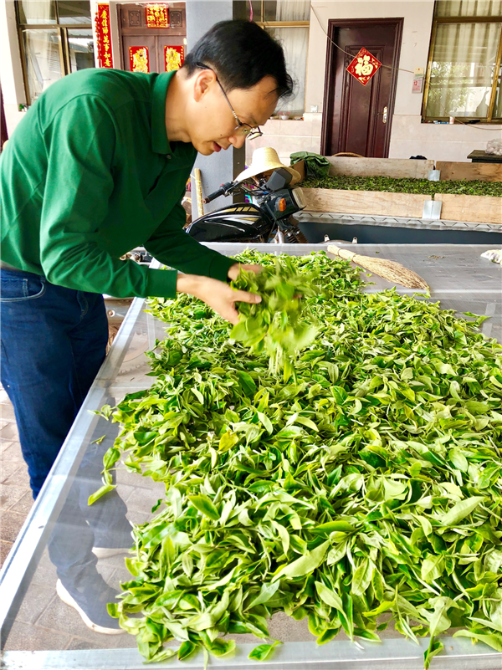 每年收茶时，海玉会在西双版纳住一段时间，亲自挑选茶叶。