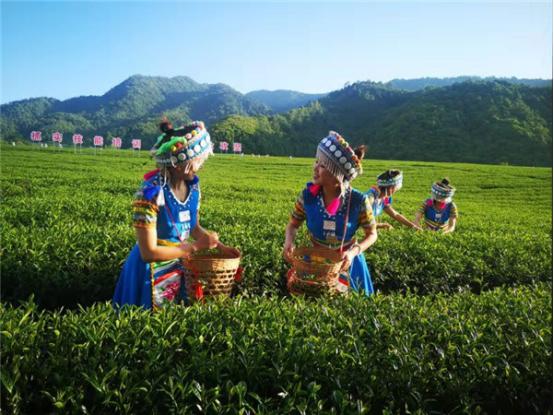 边民采茶忙。供图