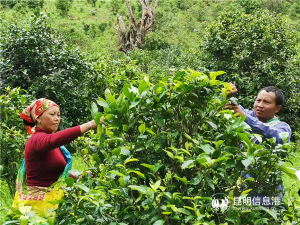 建档立卡户岩恩罗和他妻子通过茶叶实现脱贫