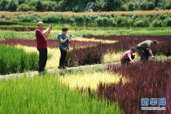 昆明宜良五彩稻田美如画