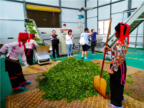 牛巩村茶叶合作社的生产场景。记者江枫 摄(1)