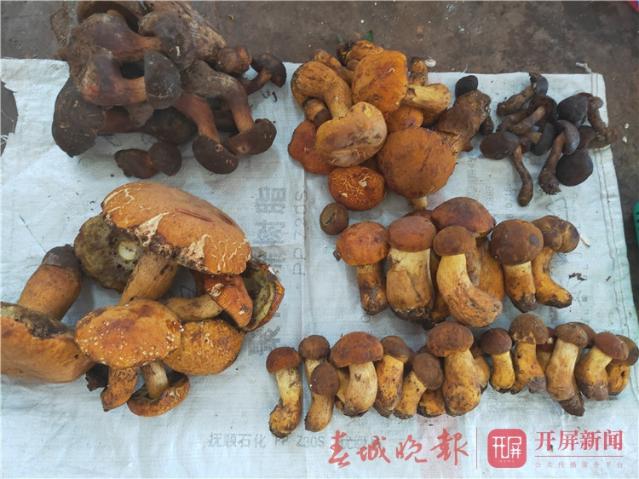 野生菌