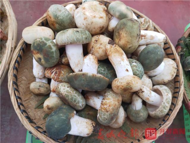 野生菌