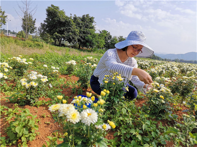 采摘贡菊。