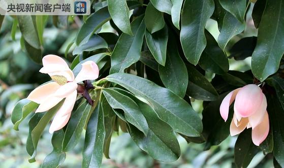 云南大理发现极度濒危物种——云南木莲.jpg