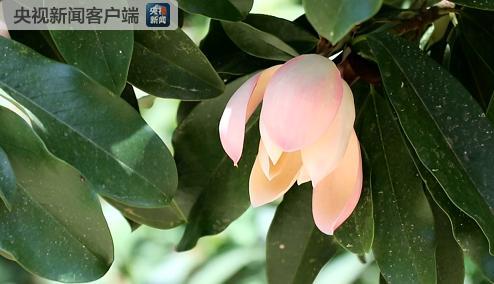 云南大理发现极度濒危物种——云南木莲2.jpg