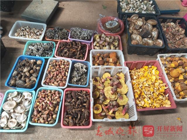野生菌