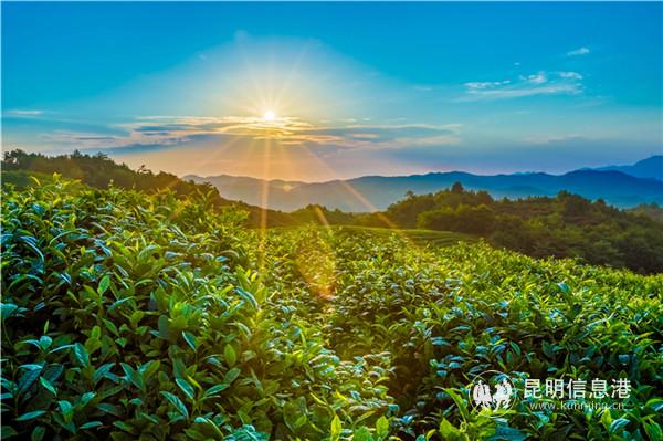 2勐海茶山风光。供图
