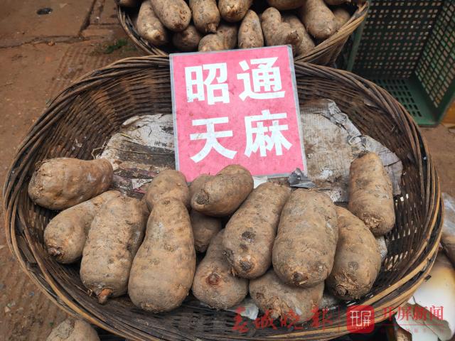 新鲜天麻上市