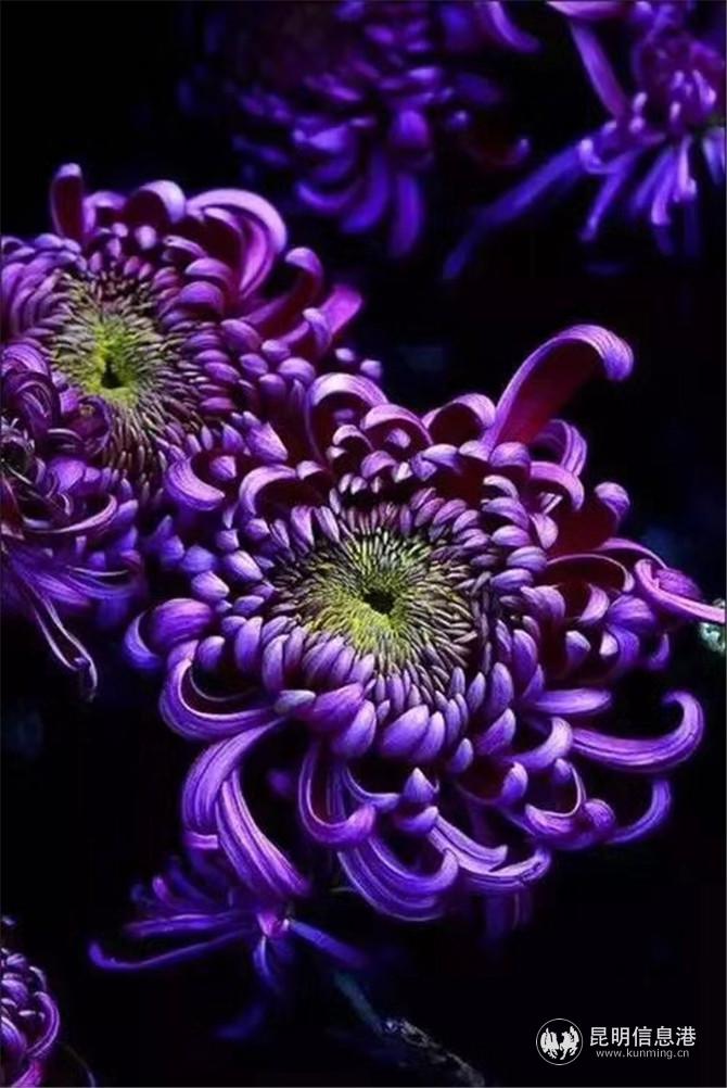 大观菊展 大观菊展