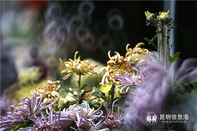 黑龙潭菊花展。林受里摄 黑龙潭菊花展。林受里摄