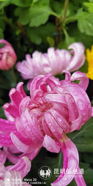 1007077547 1007077547