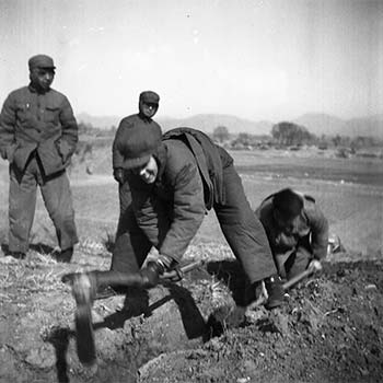 伊莎白·柯鲁克在田间工作