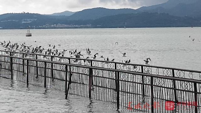 红嘴鸥先头部队抵达滇池