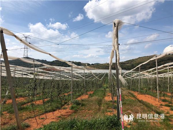新种植的苹果正在精心管养下成长。