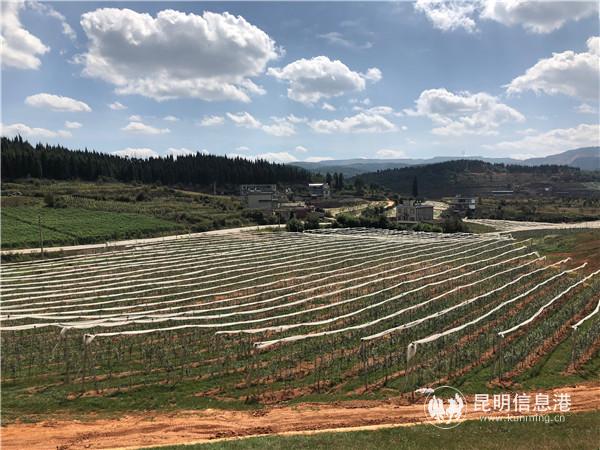 苹果种植示范园。