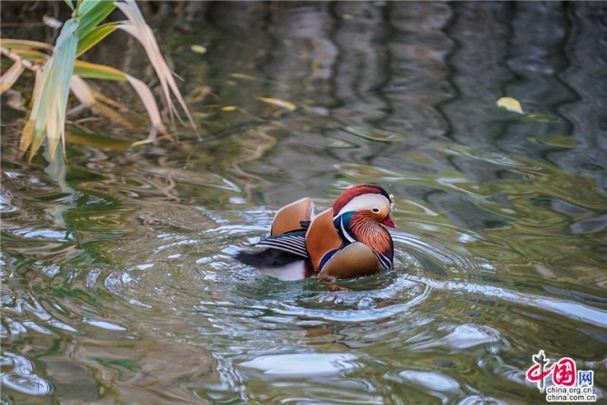 c8bd6562-7b0c-4849-b8a9-82d721f9e628_batchwm