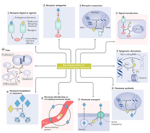 破坏内分泌的化学物质的关键特性。 图片来源：《自然综述·内分泌学》
