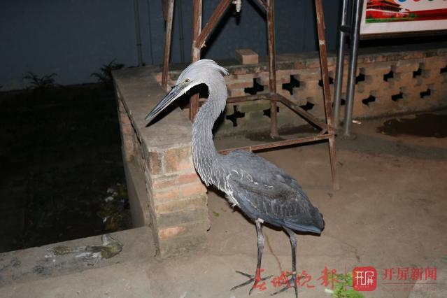 白腹鹭