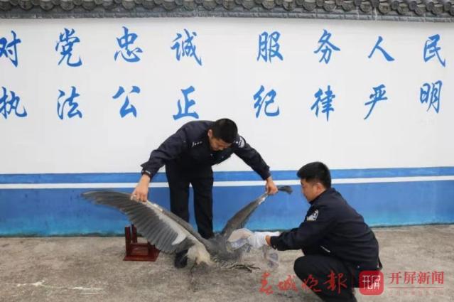 白腹鹭