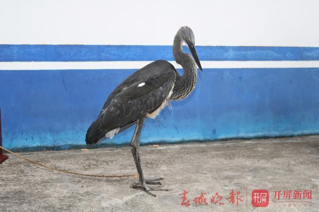 白腹鹭