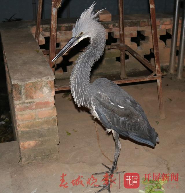 白腹鹭