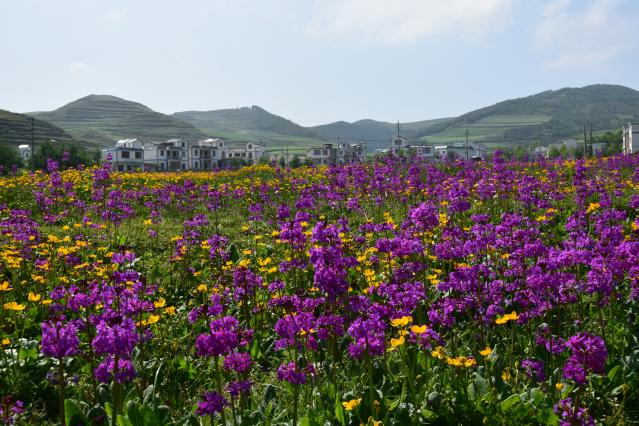 永安村湿地