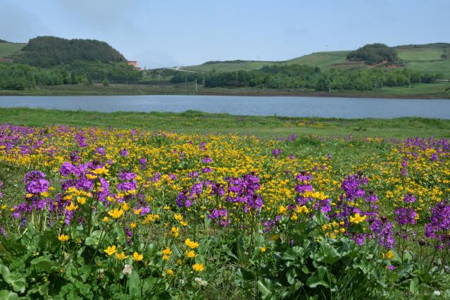 永安村湿地