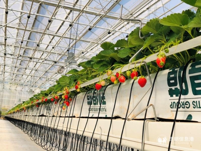 富民冬草莓熟啦！供图。