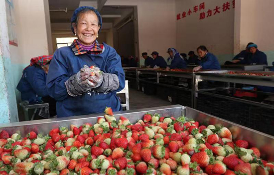 在会泽县易地扶贫搬迁县城安置一期项目——木府街片区安置点，搬迁群众在家门口的就业扶贫工厂车间分拣草莓。 记者杨峥 摄