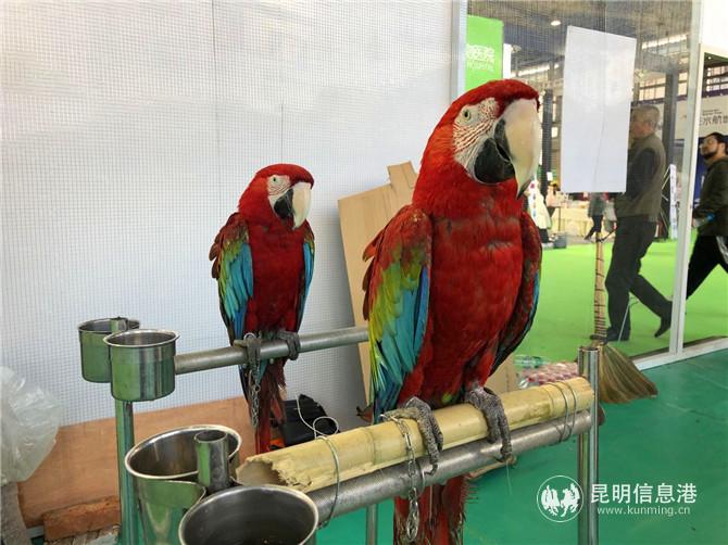 金刚鹦鹉与市民见面。