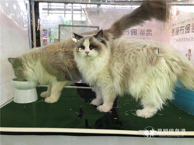“喵星人”萌态十足。