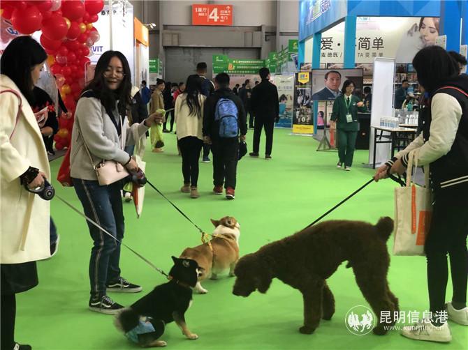 许多市民把爱宠带到展会中交流。