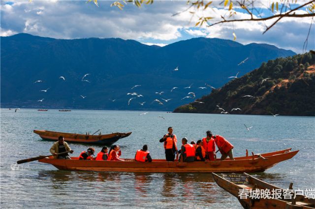 泸沽湖红嘴鸥