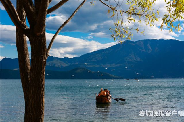 泸沽湖红嘴鸥