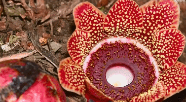 “寄生花”重现云南