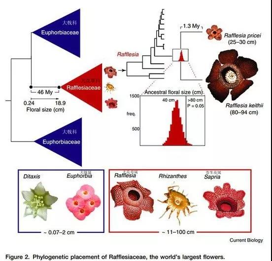 “寄生花”重现云南