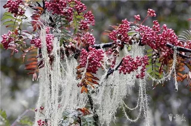 “寄生花”重现云南