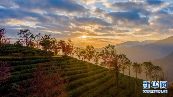 （美丽中国）（2）无量山樱花谷：茶园泛绿 樱花似霞