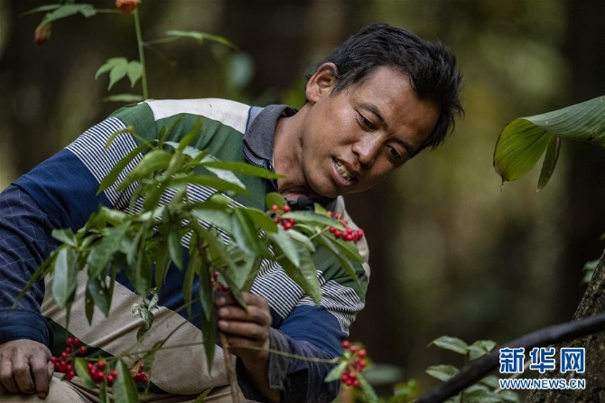 (环境)(3)云南泸水:“观鸟经济”助脱贫