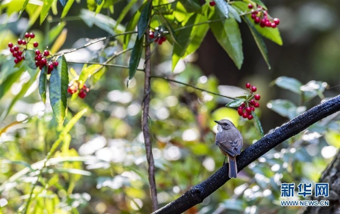 (环境)(4)云南泸水:“观鸟经济”助脱贫