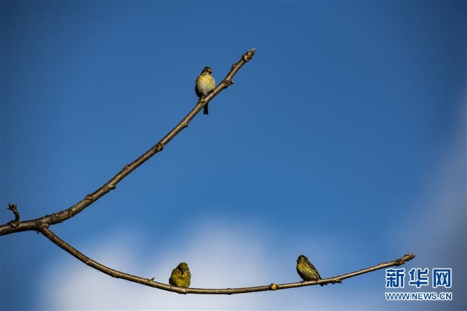 (环境)(6)云南泸水:“观鸟经济”助脱贫