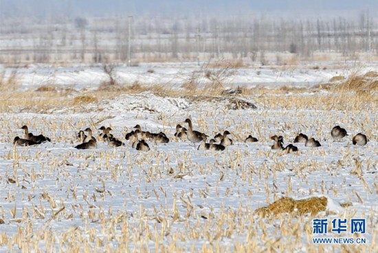 （生态）（2）新疆察布查尔：豆雁“悠闲”越冬