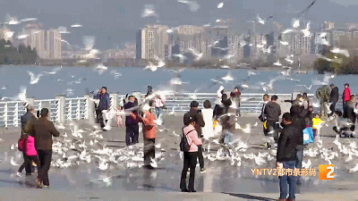 海鸥